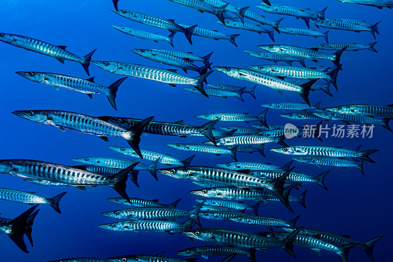 学校的黑鳍梭鱼Sphyraena qenie在深，马努克岛，班达海，印度尼西亚